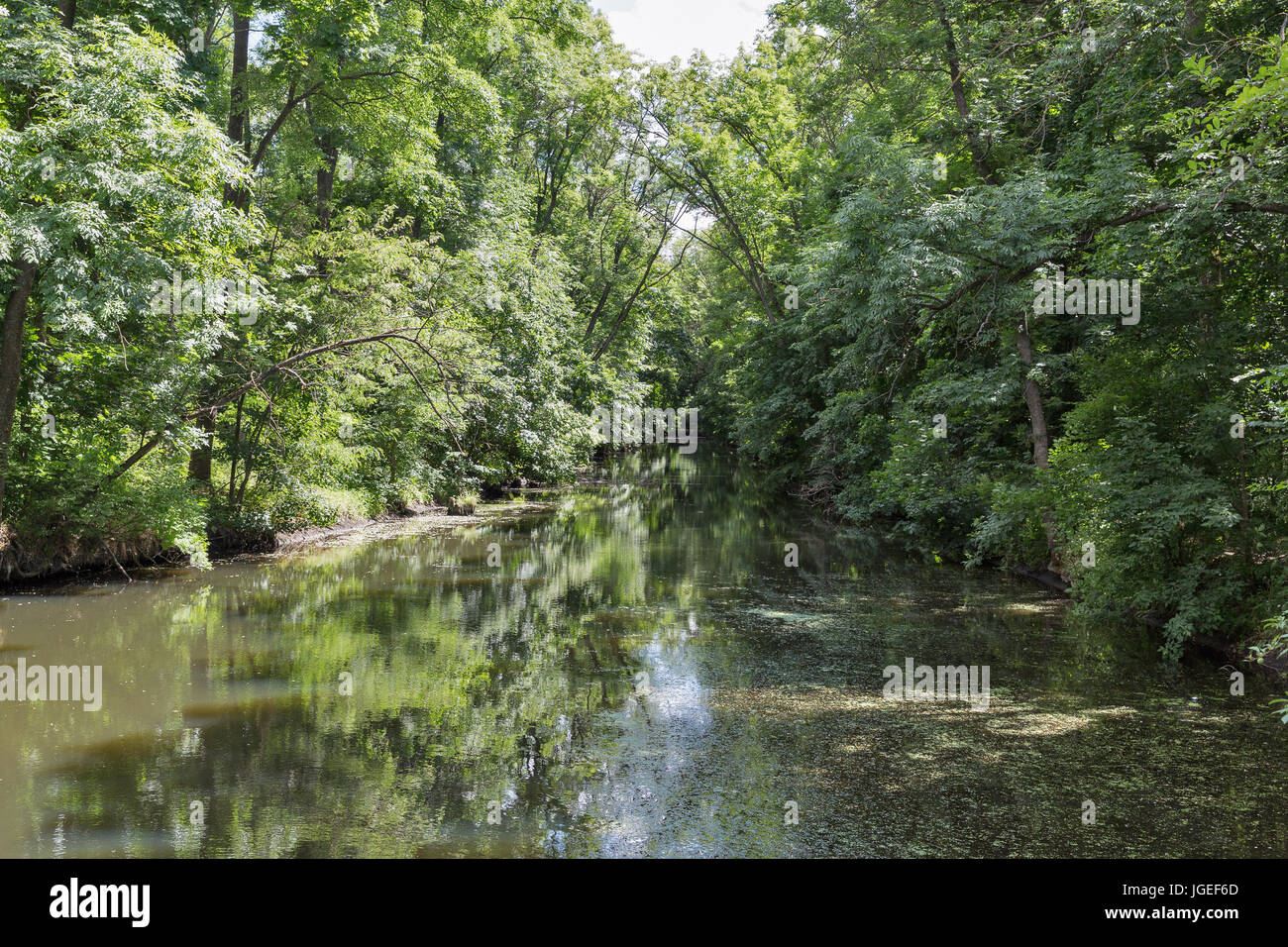 Foresta Tricrate labirinto e paesaggio fluviale, Ucraina Foto Stock