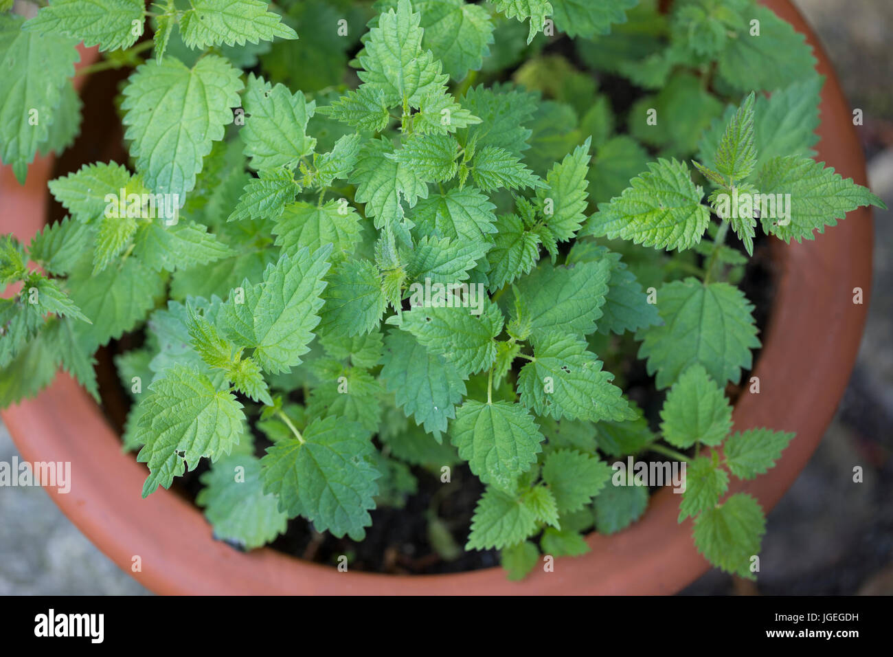 Brennnessel, Brennnesseln im Topf, Blumentopf Große Brennnessel, Brennessel, Urtica dioica, Ortica, comune ortica, foglia di ortica, pentola floreale, Foto Stock