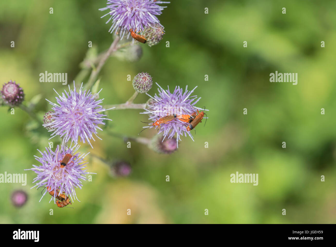 Soldato coleotteri alimentazione su Creeping thistle Foto Stock