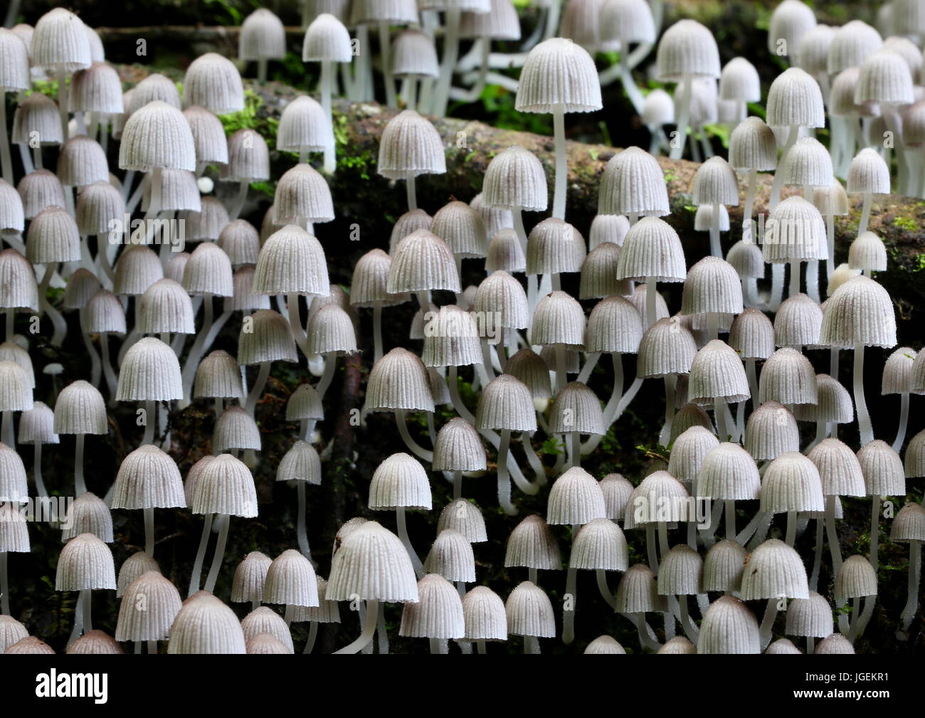 Gruppo di funghi Coprinellus disseminatus che crescono su un tronco di albero caduto in una giungla tropicale. Foto Stock