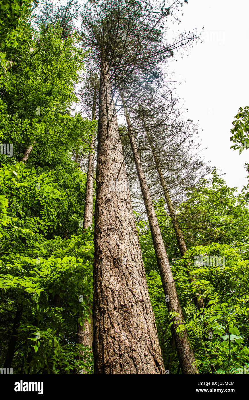 L'albero di pino Ray Boswell Foto Stock