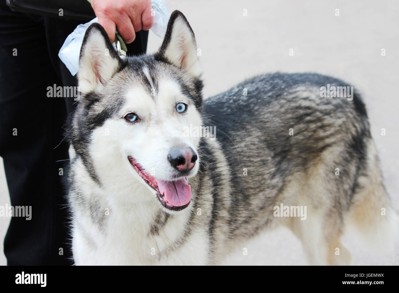 Il bianco e il Grigio adulto Siberian Husky cane o Sibirsky Husky con blu e gli occhi castani. Heterochromia. Foto Stock