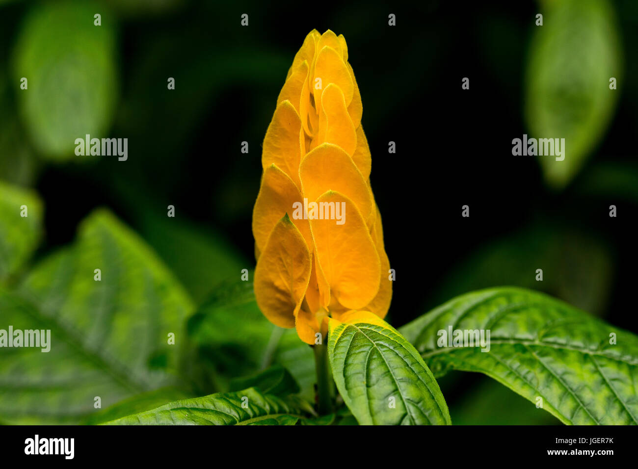 Questa bella, bold ancora delicata è negli stadi a metà della fioritura. Foto Stock