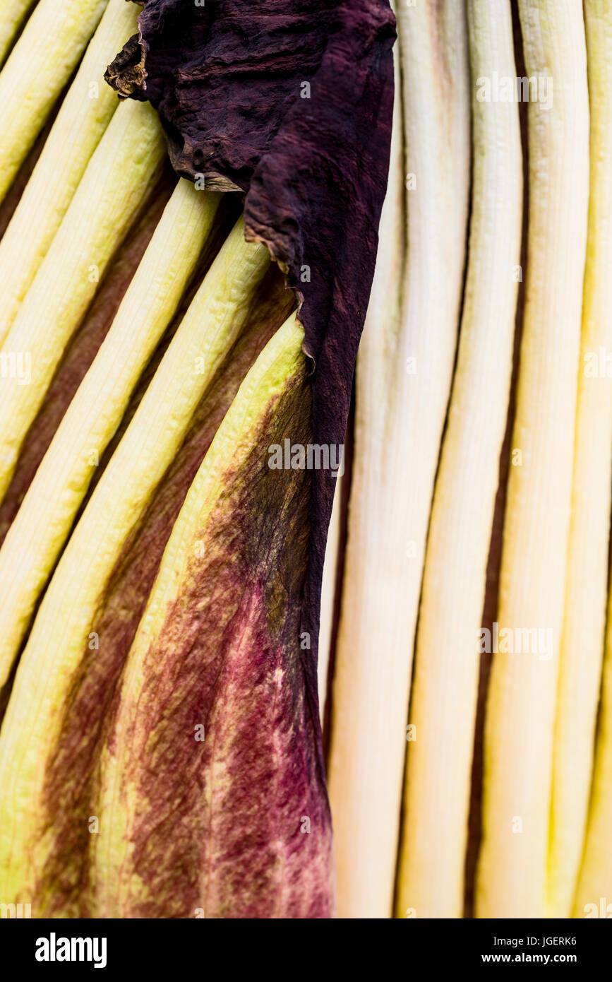 Cadavere flower 1 giorno post bloom vicino ups e abstracts. Foto Stock