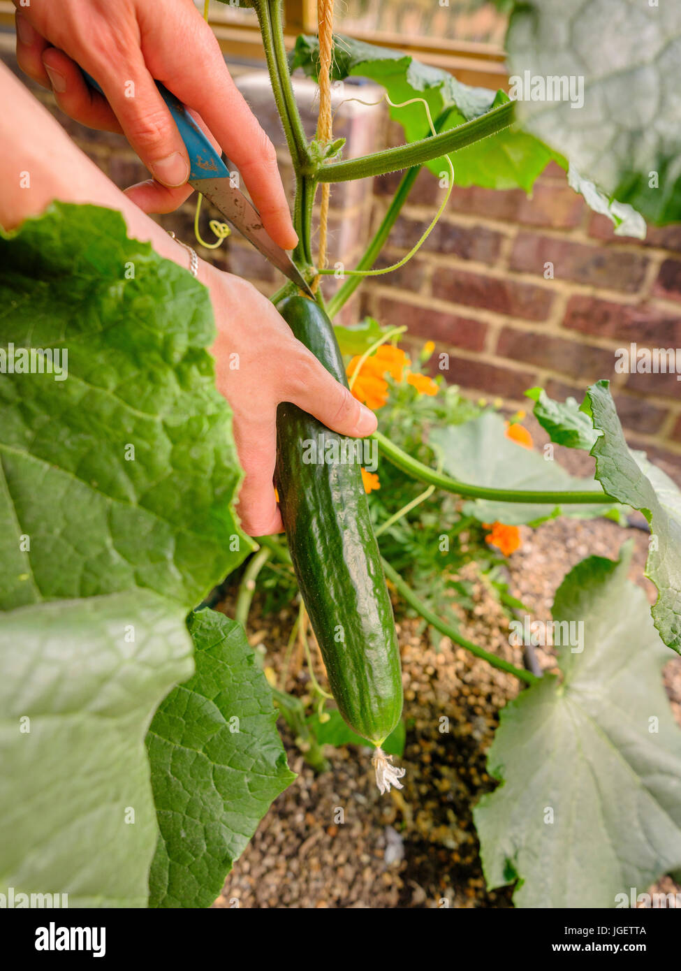 Un giardiniere dilettante che raccoglie un cetriolo in una grande serra domestica. REGNO UNITO Foto Stock