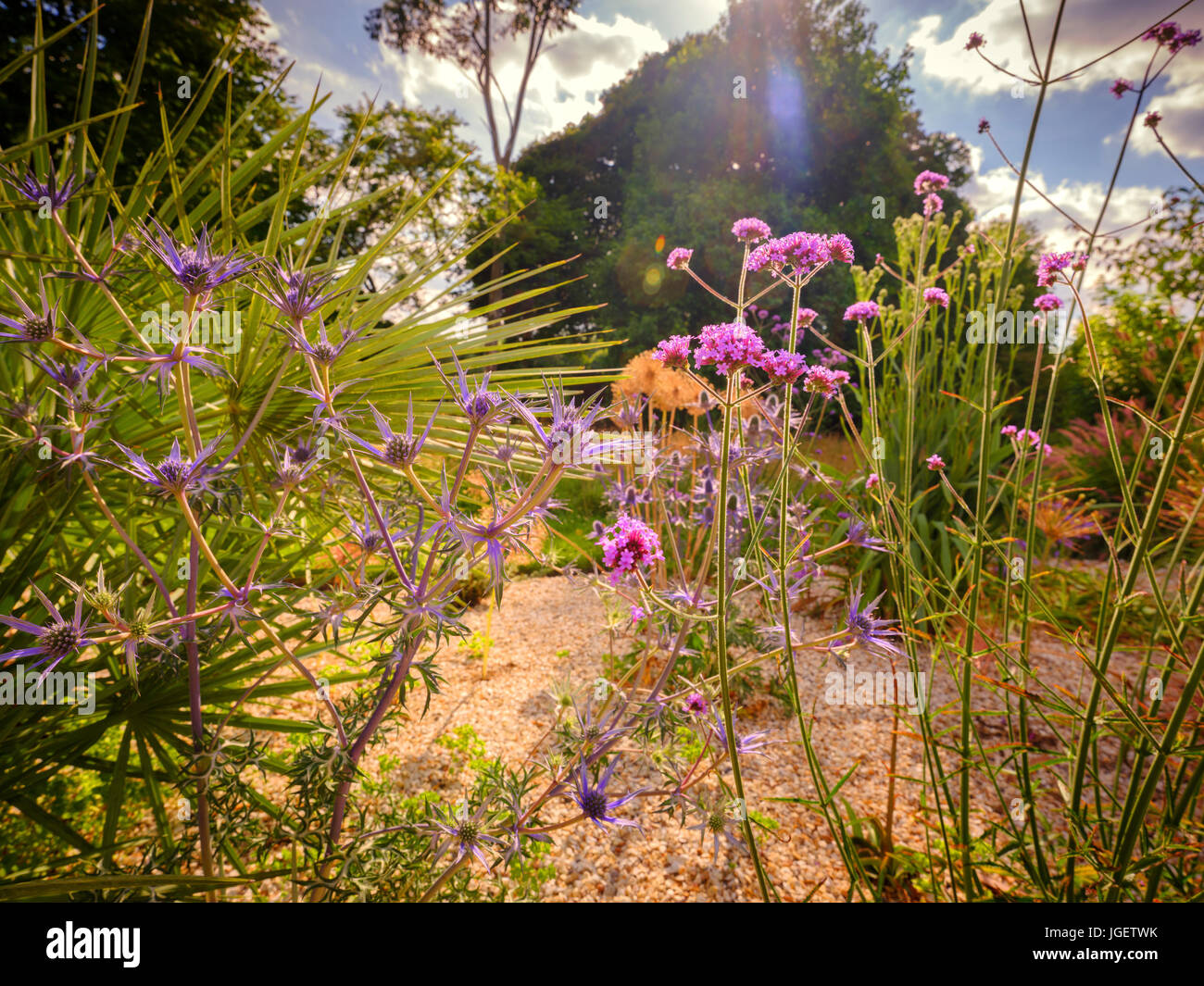 Un giardino di ghiaia in alta estate, Sussex orientale, Regno Unito Foto Stock