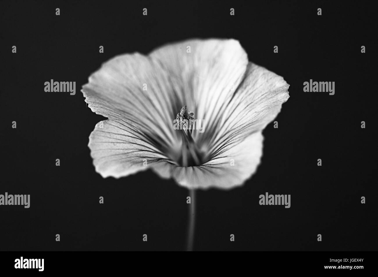 Macro studio fotografico di un fiore di lino su uno sfondo nero. Foto Stock