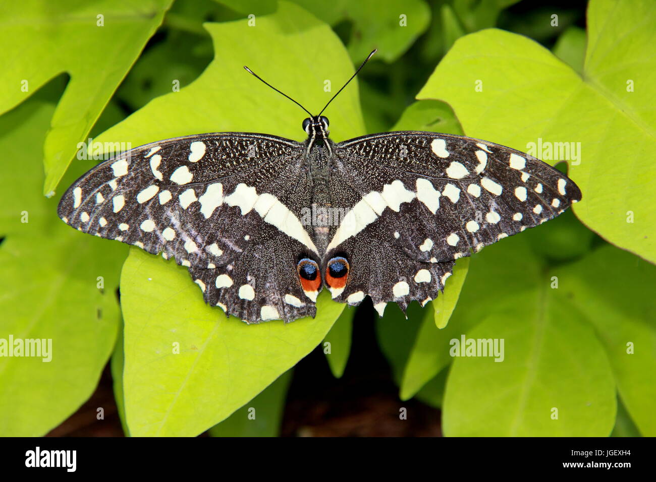 Lime a coda di rondine (farfalla Papilio demoleus). Butterfly Dome. RHS Hampton Court Palace Flower Show 2017, Londra, Inghilterra, Regno Unito Foto Stock