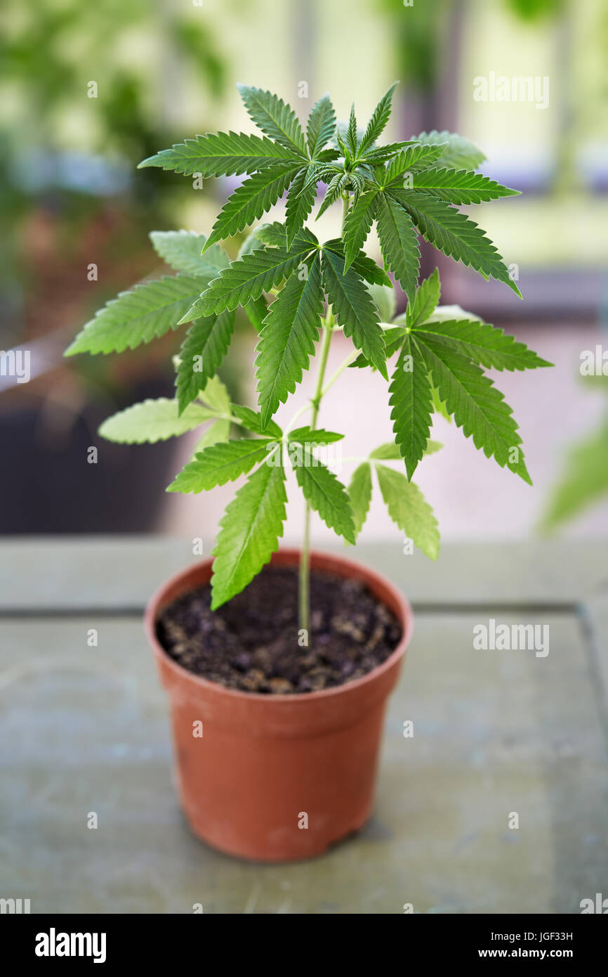 Piante di marijuana cresce in una pentola. La marijuana medica pianta che cresce in un piccolo contenitore per piante. Medicina alternativa. Foto Stock