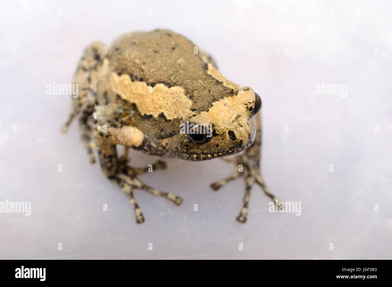 Asian dipinto di rana o nastrare bullfrog o Kaloula pulchra rana. Chiudere fino a bande bullfrog su sfondo bianco. Foto Stock