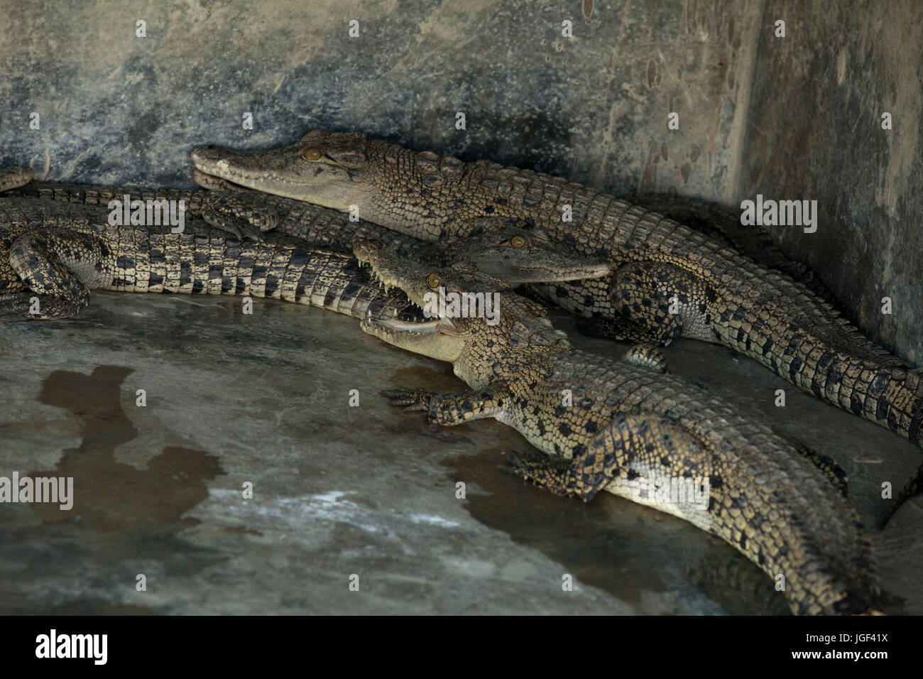 Crocodile centro di allevamento in Sunderbans. È stato accertato in area Koromjol di upazila Mongla in Oriente Sundarbans divisione nel 2005 con lo scopo di Foto Stock