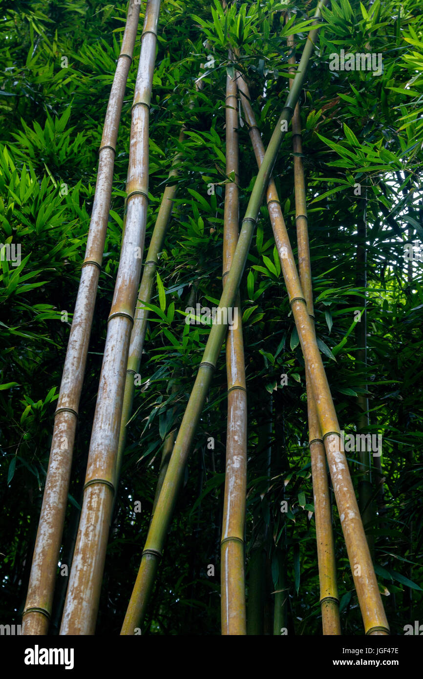 Foresta di Bamboo sui sette piscine sacro sentiero vicino a Hana a Maui, Hawaii, Stati Uniti d'America. Foto Stock