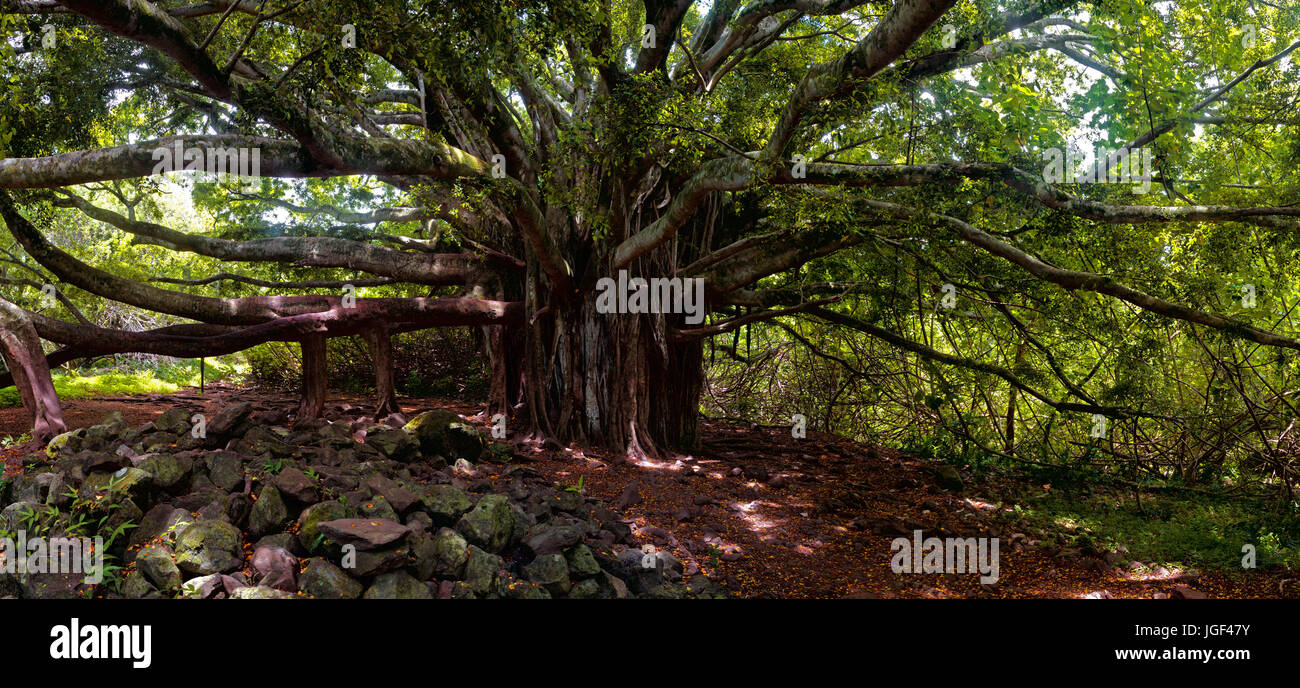 Banyan Tree al sentiero Pipiwai vicino a Hana a Maui, Hawaii, Stati Uniti d'America. Foto Stock