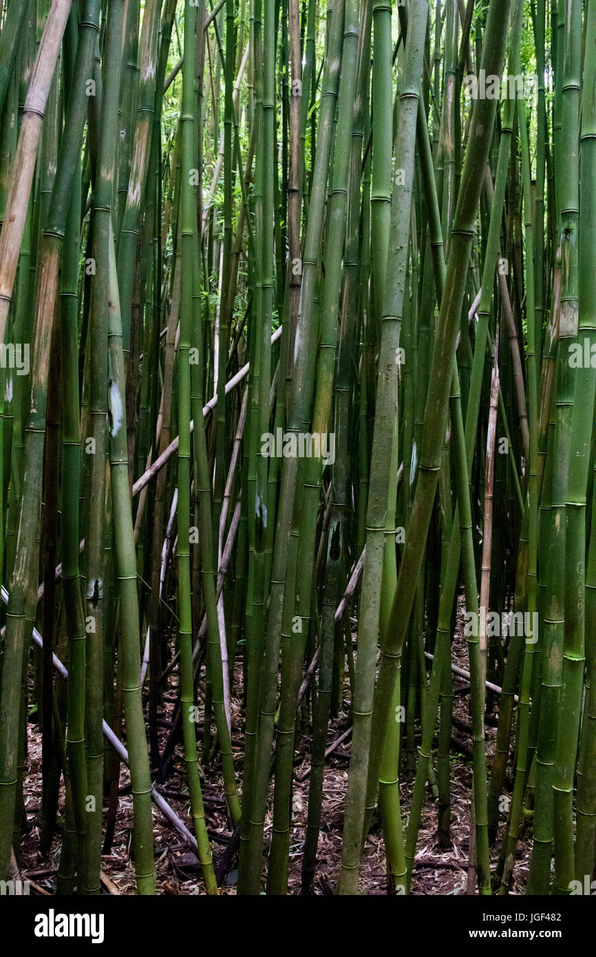 Foresta di Bamboo sui sette piscine sacro sentiero vicino a Hana a Maui, Hawaii, Stati Uniti d'America. Foto Stock