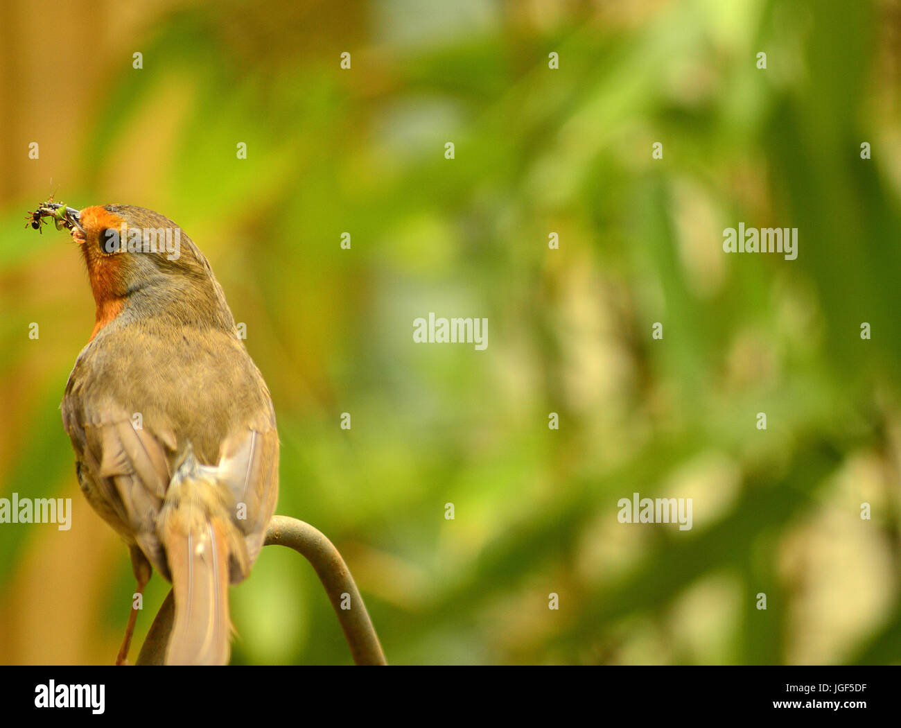 Robins con cibo per giovani Foto Stock