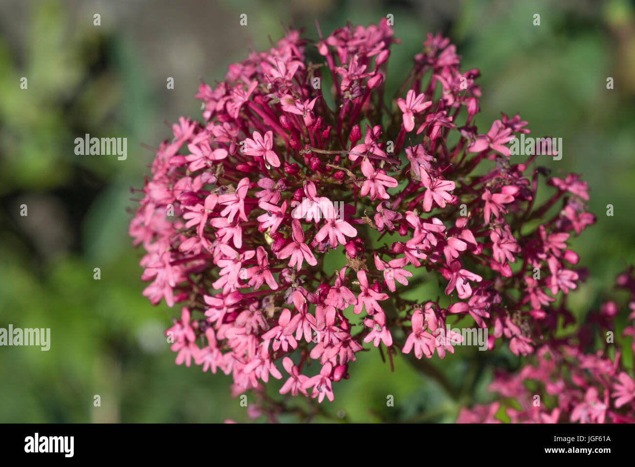 Massa di lilla-fiori di colore rosa di rosso la valeriana /Centranthus ruber - appare anche in bianco e rosso-colori rosa e si trova in associazione con suoli di creta Foto Stock