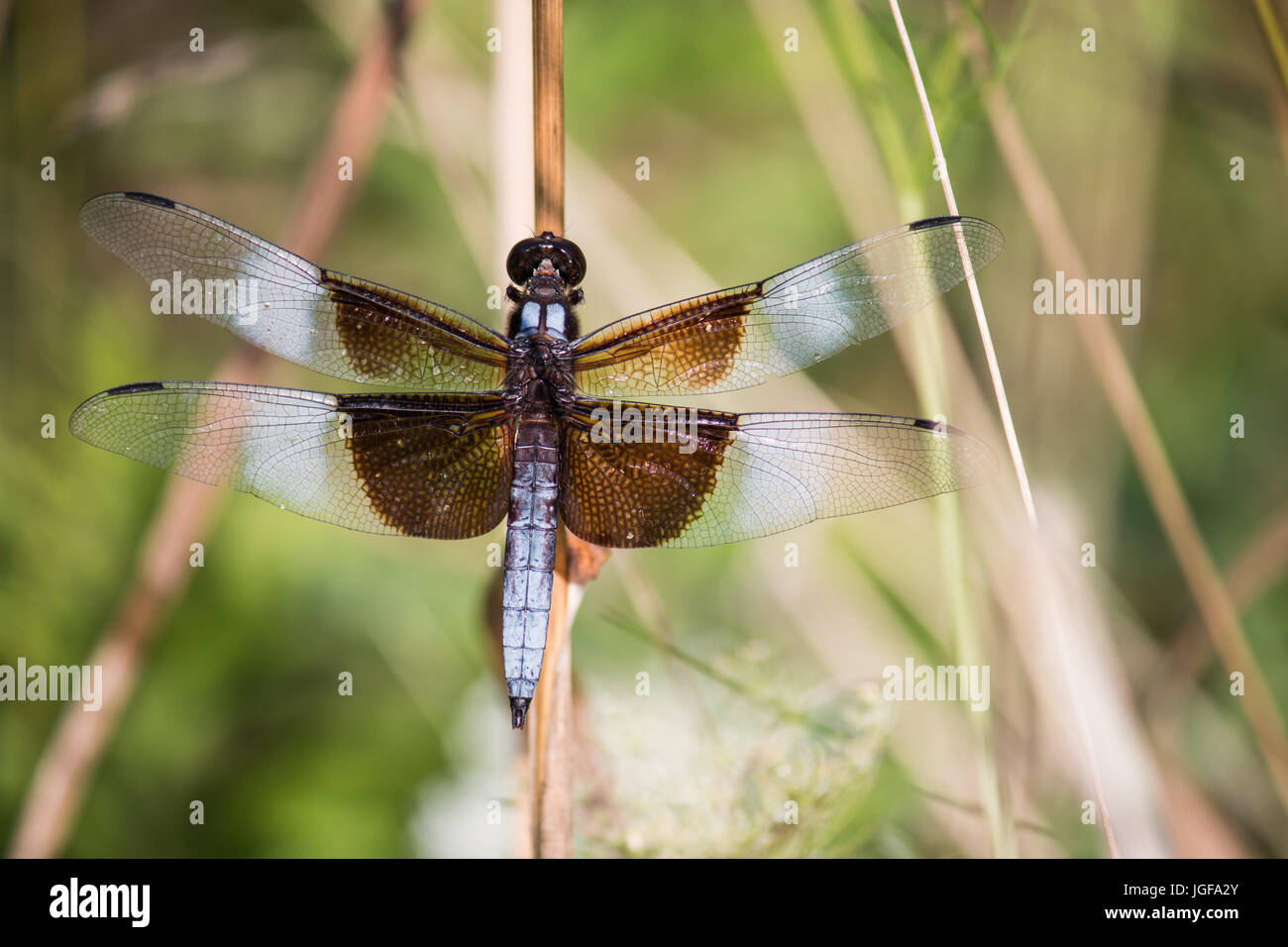 Vedova Skimmer dragonfly poggiante su erba palustre da un laghetto. Foto Stock