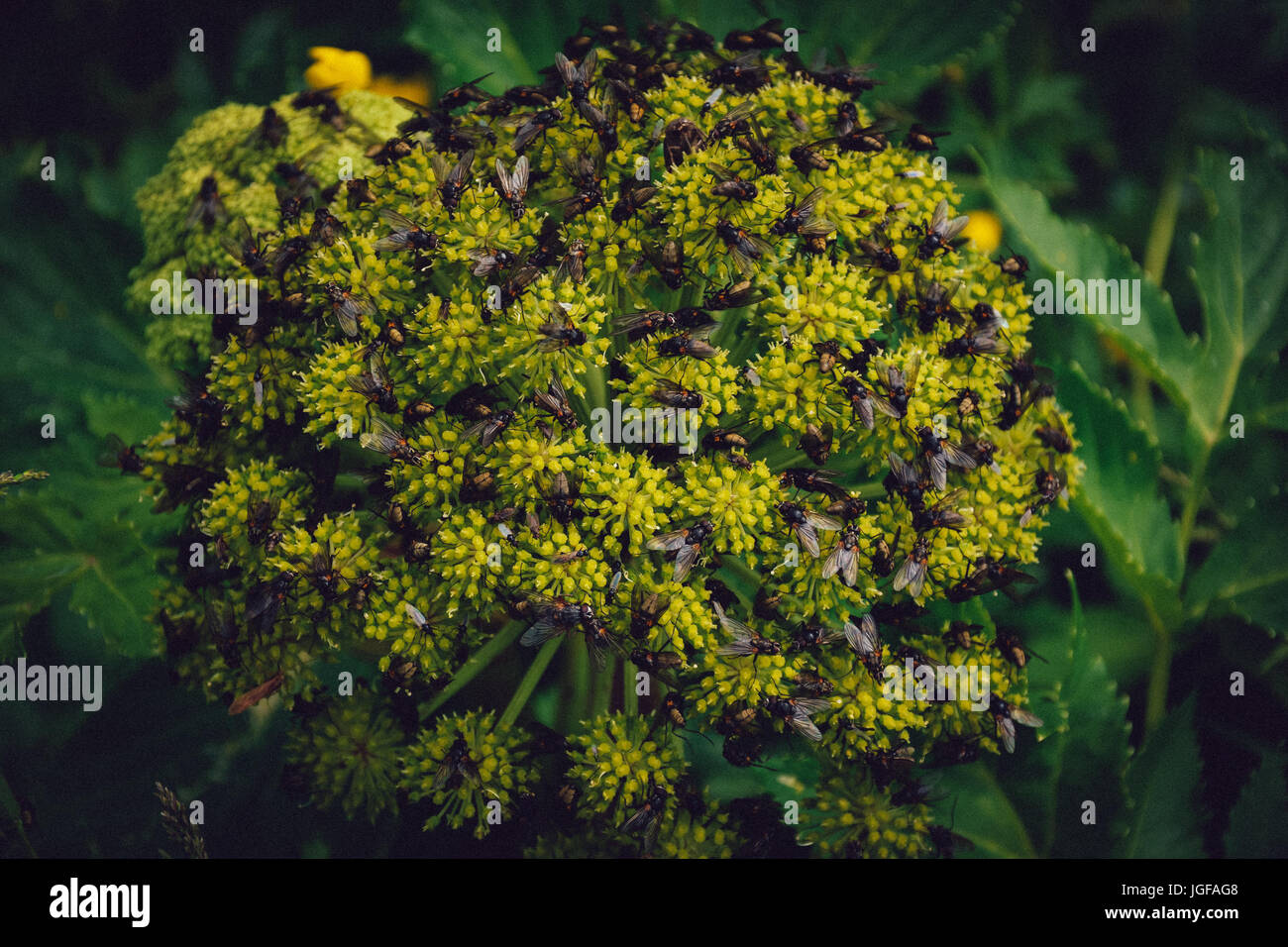 Angelica pianta con mosche vicino Seljalandsfoss Foto Stock