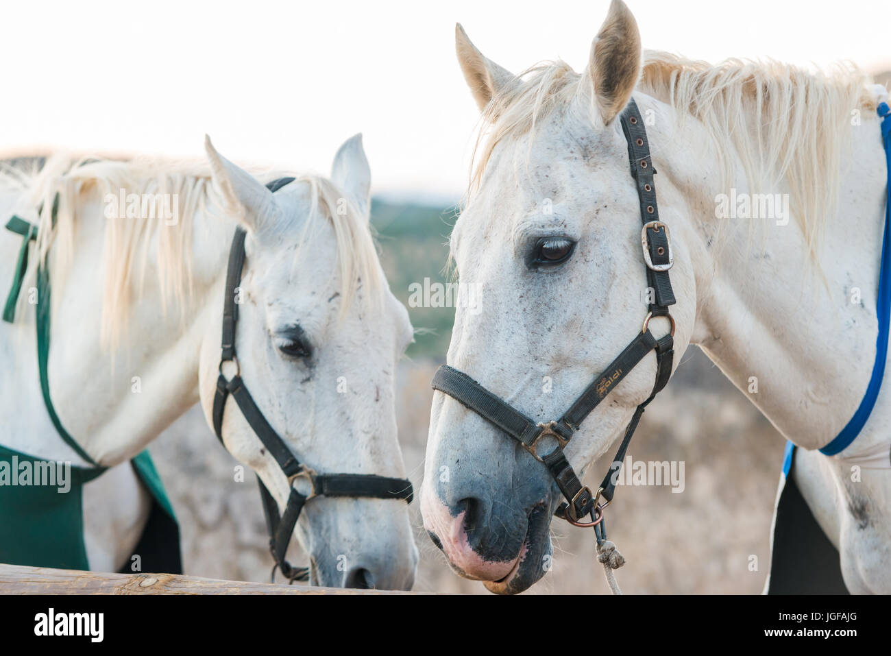 Close up ritratto di White Horse Foto Stock