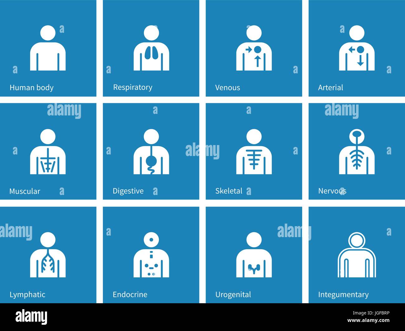 Anatomia umana linfatico, tegumentario, urogenitali, endocrini, respiratorio, nervoso e digestivo icone su sfondo blu. Illustrazione Vettoriale