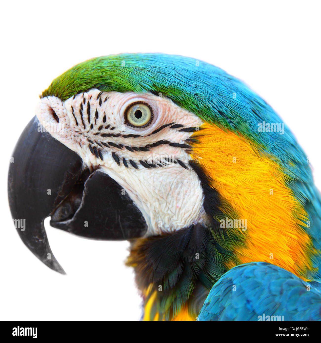 Testa di pappagalli macaw close-up isolati su sfondo bianco Foto Stock