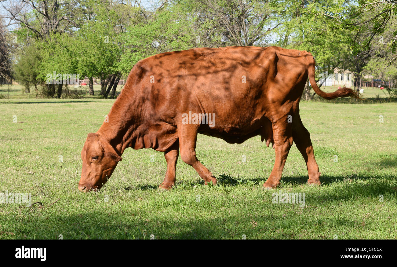 In prossimità di una mucca al pascolo in un campo Foto Stock