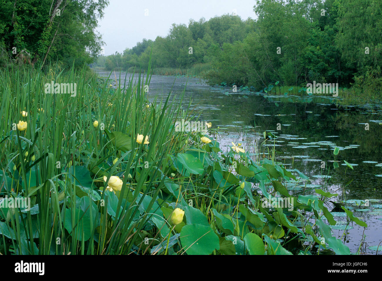 Elm Lago, Brazos Bend State Park, Texas Foto Stock