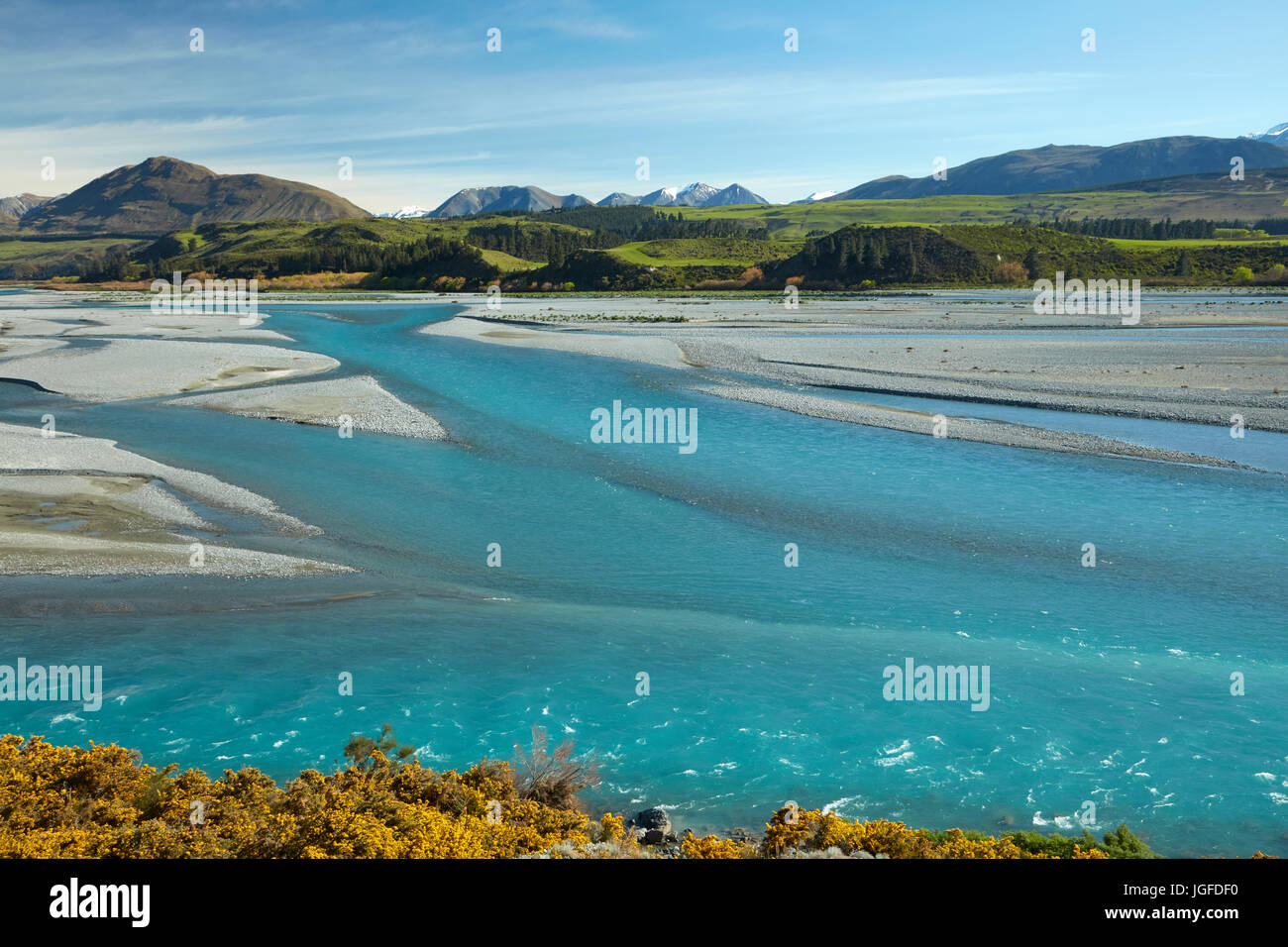 Flussi intrecciato del fiume Rakaia, e ginestre in fiore, metà Canterbury, Isola del Sud, Nuova Zelanda Foto Stock