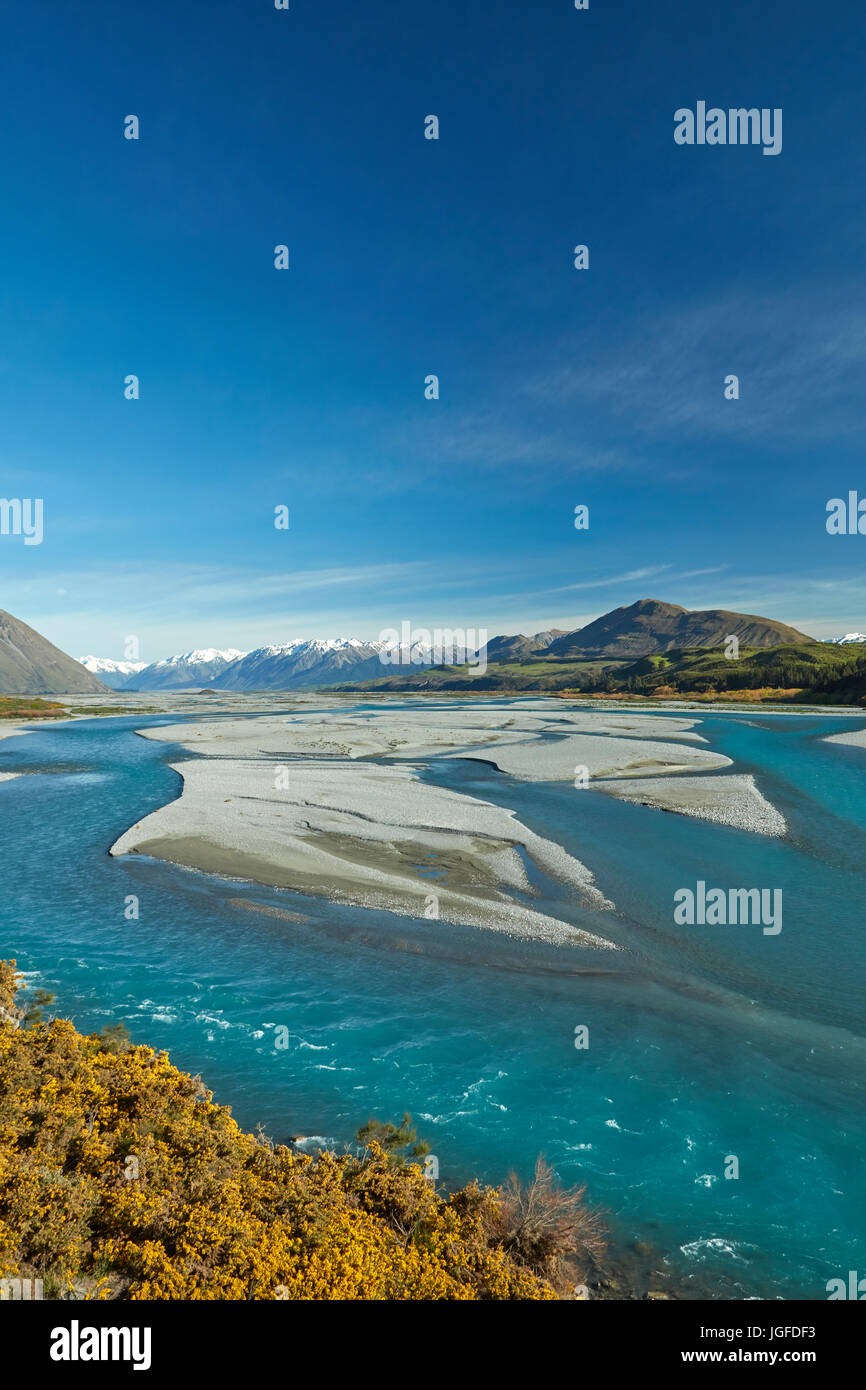 Flussi intrecciato del fiume Rakaia, e ginestre in fiore, metà Canterbury, Isola del Sud, Nuova Zelanda Foto Stock
