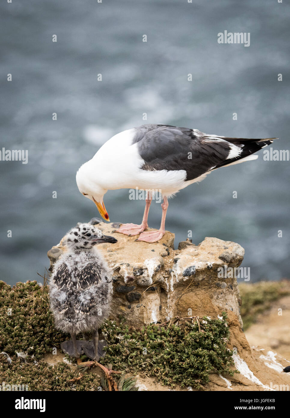 BirdMom e baby Seagull sulla scogliera a La Jolla, California Foto Stock