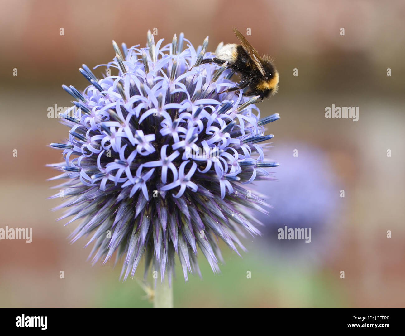 Un Bumble Bee (Bombus specie) foraggio su un fiore di echinopsis, raccolta di nettare e di polline. Ashford, Kent, Regno Unito. Foto Stock