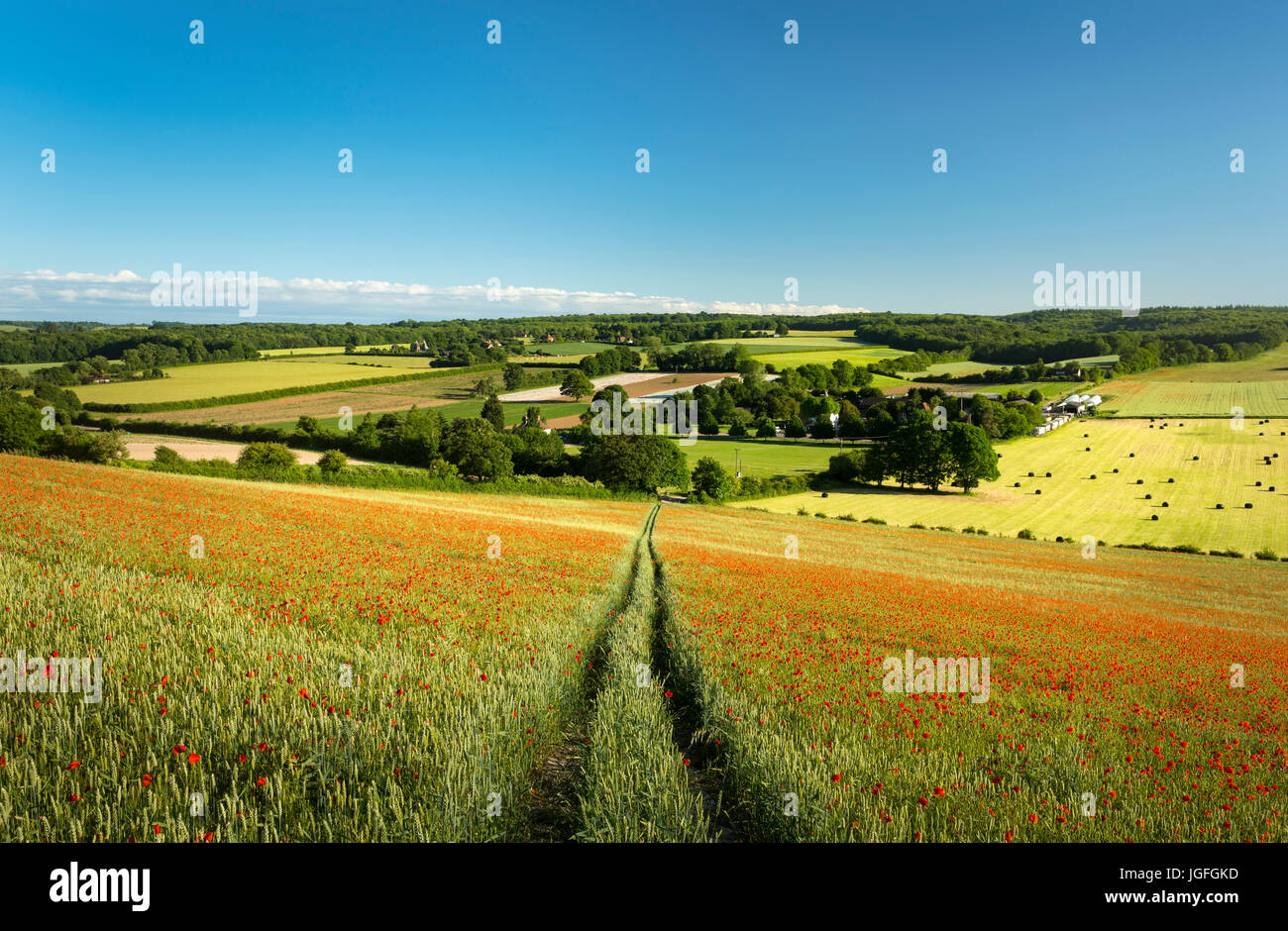 Un campo di papaveri rossi sulla North Downs Nr Canterbury Kent Foto Stock