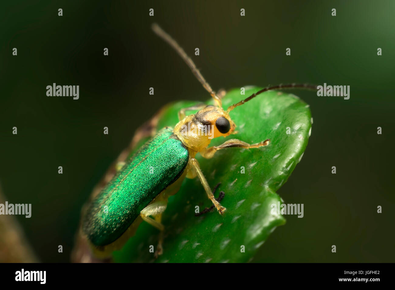 Verde su insetti foglia verde sullo sfondo Foto Stock