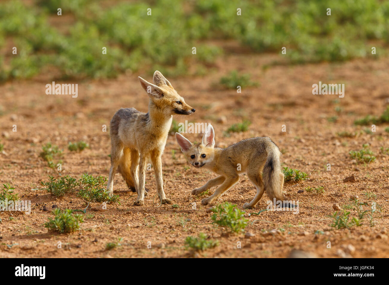 Una femmina adulta Cape fox, Vulpes chama, con un inquisitve e giocosa un cucciolo al di fuori della loro den nella luce del mattino transfrontaliero Kgalagadi Foto Stock