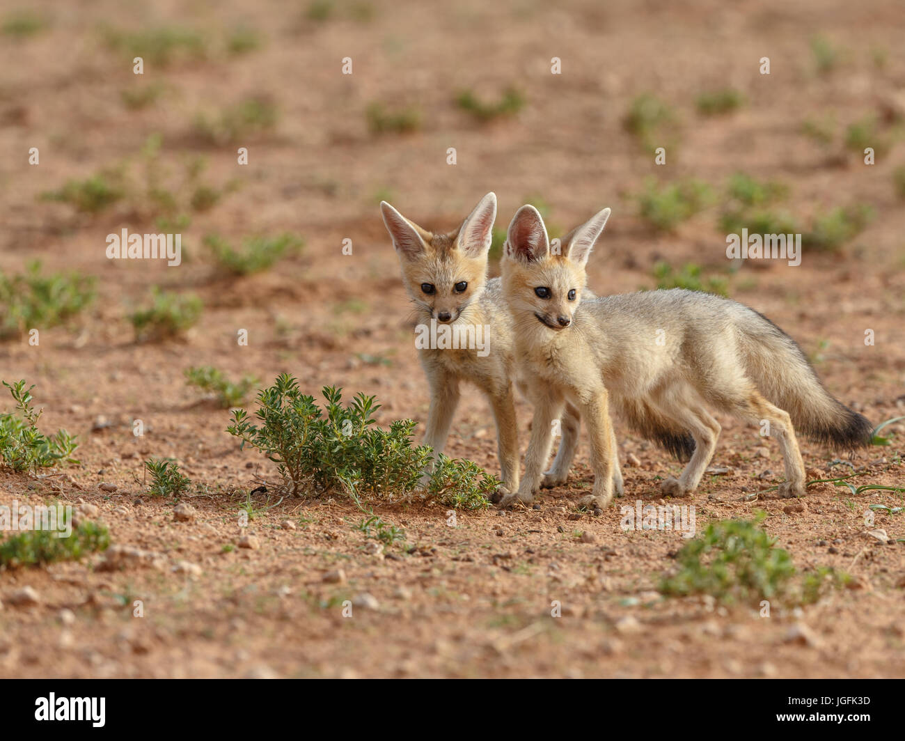 Due youg giocoso cuccioli di fox, Vulpes chama, inquisitve e alert al di fuori della loro den nella luce del mattino di Kgalagadi Parco transfrontaliere, Foto Stock