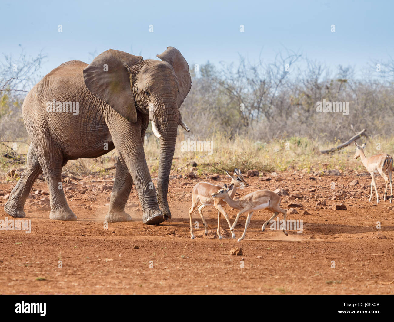 L'elephant Loxodonta africana un animale di grandi dimensioni avvicinandosi acqua con gli animali più piccoli scattering per fare strada. Riserva Madikwe, Northcape Sud Africa Foto Stock