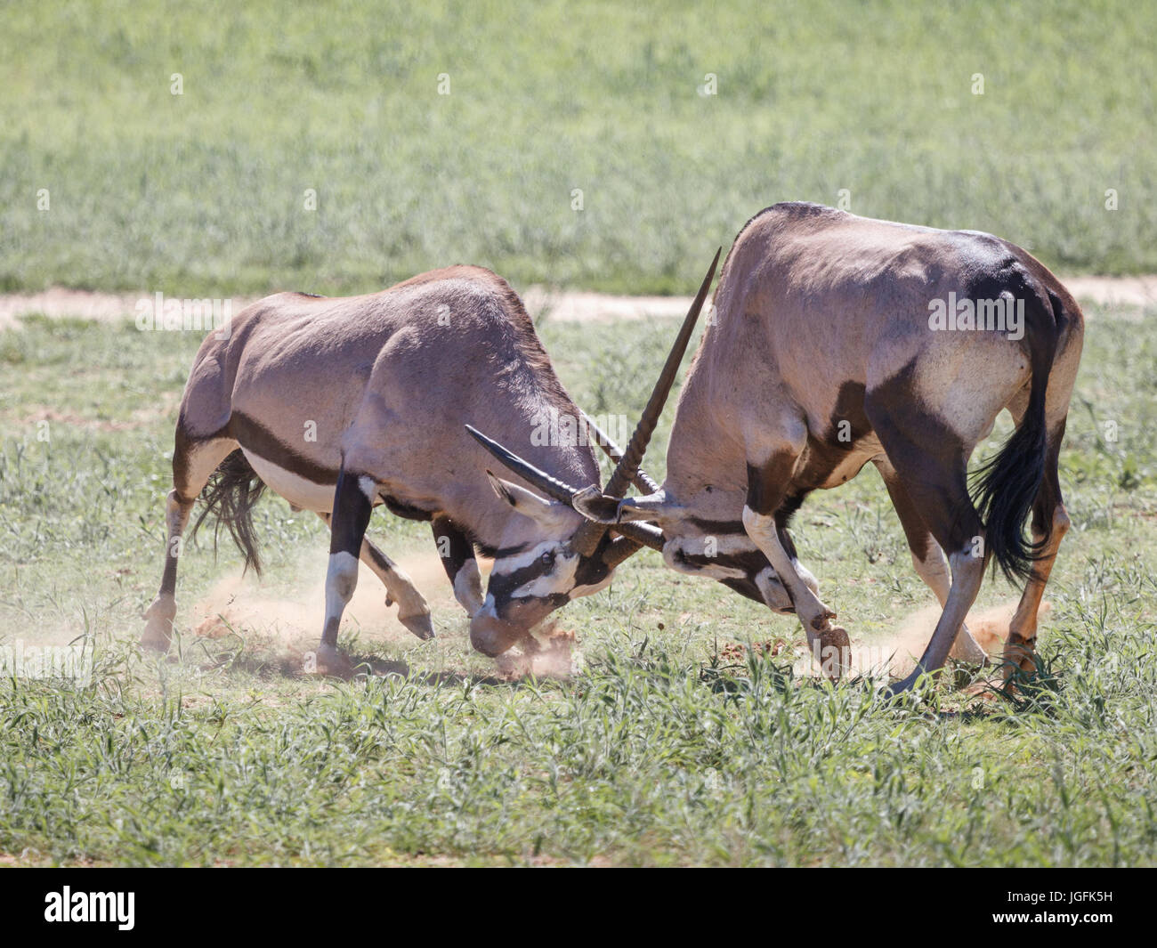 Oryx gazella, gemsbok maschi di lotta per il predominio territoriale che spesso termina con la morte di uno. Maschio territoriale farà guadagnare i diritti di riproduzione per le femmine. Foto Stock