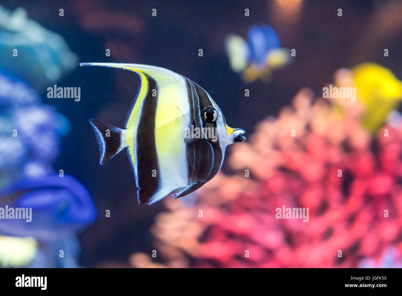 Idolo moresco pesce con configurazione a strisce sul corpo del giallo, colori bianco e nero nuota nei pressi di pietre e coralli colorati subacquea, immersioni subacquee, Zanclus cor Foto Stock