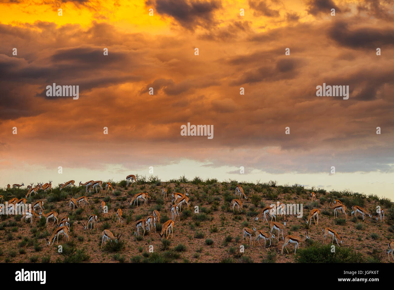 Allevamento di springbok Antidorcas marsupialis sul pendio di una collina sotto il golden cloud colorato dal sole al tramonto offrendo una scena tranquillo parco di Kgalagadi Foto Stock