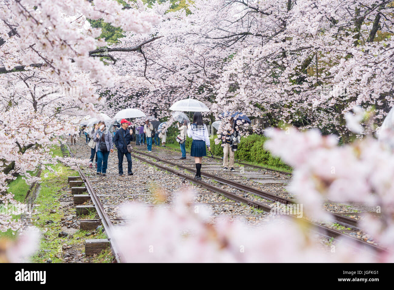 Kyoto, Giappone - Aprile 9, 2017: le persone godono di stagione primavera a Keage pendenza con sakura (fiori di ciliegio), Kyoto. Foto Stock
