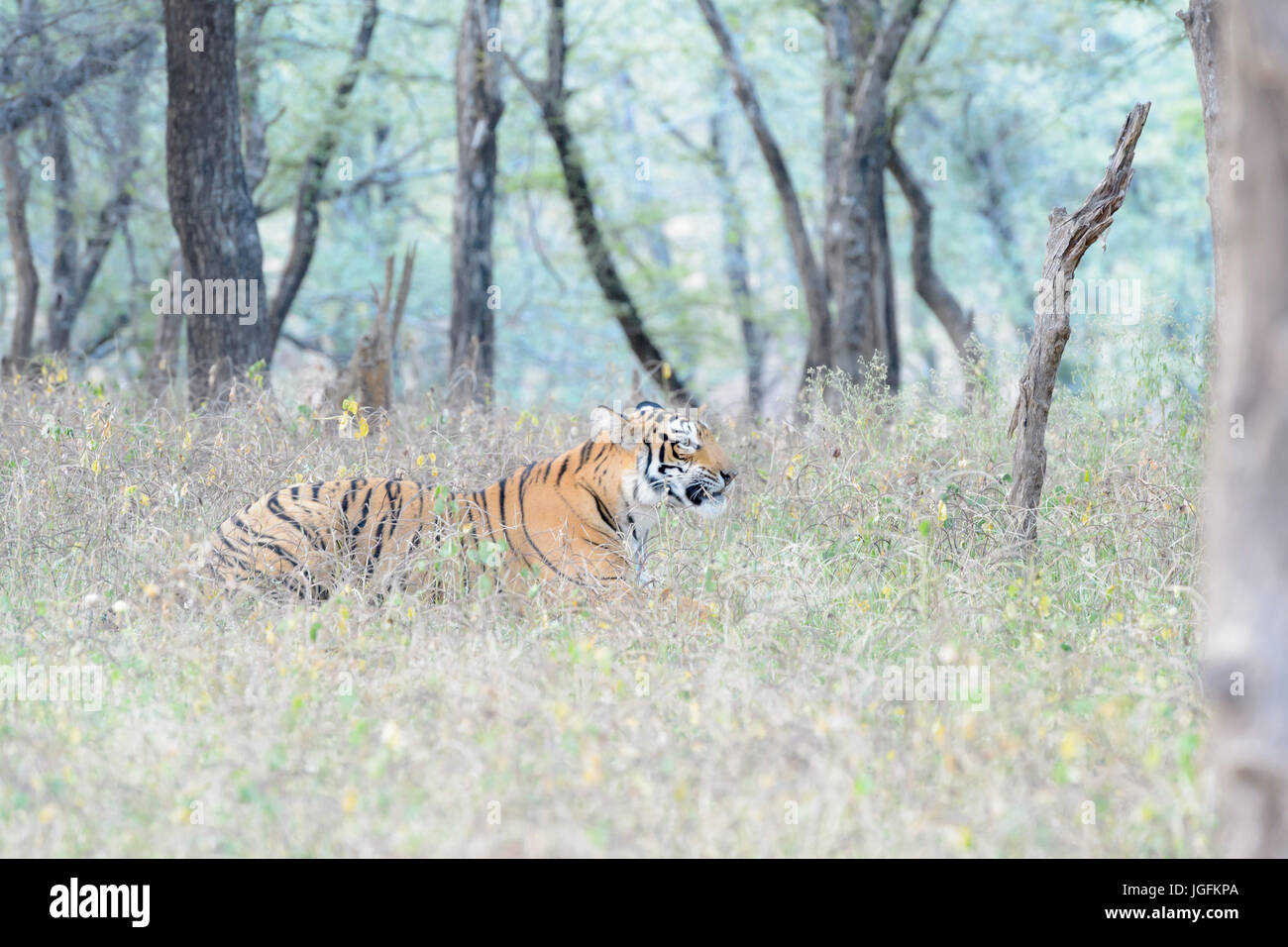 Royal tigre del Bengala (Panthera tigris tigris) sdraiato in foresta, Ranthambhore National Park, Rajasthan, India. Foto Stock