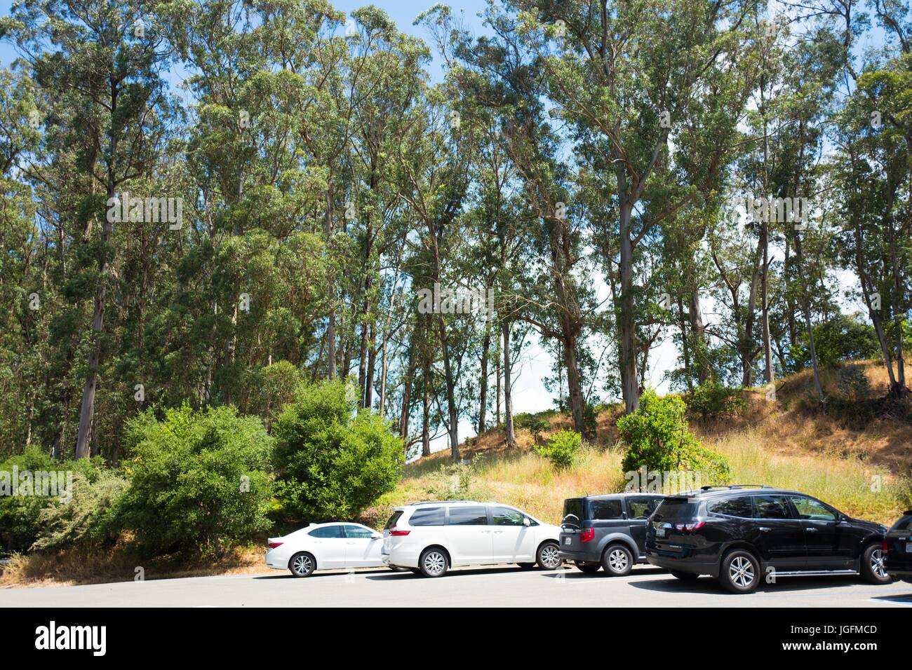 Le macchine vengono parcheggiate tra alberi di alto fusto in Tilden Parco Regionale, Berkeley, California, 9 giugno 2017. Foto Stock