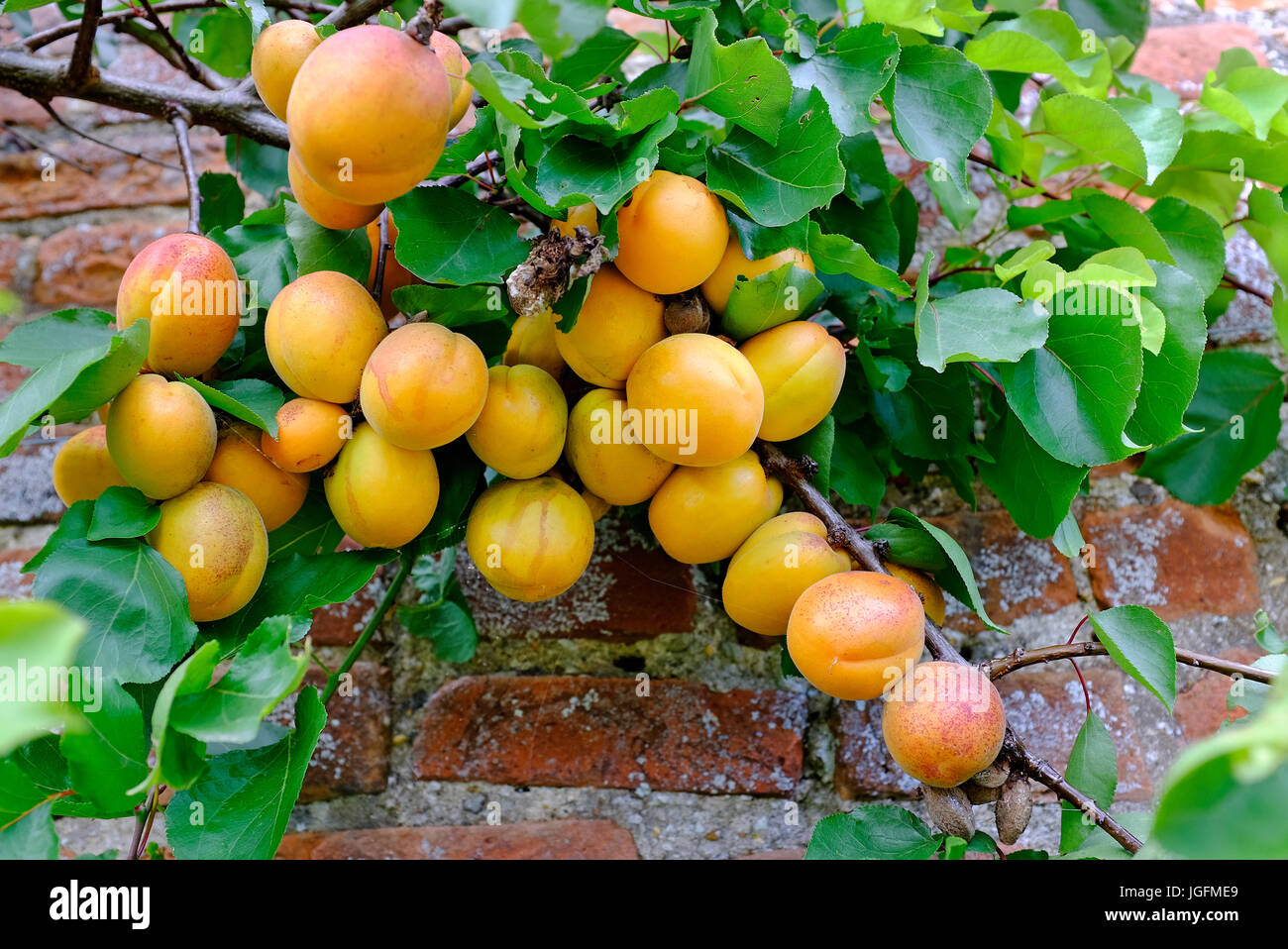 Le albicocche che crescono su albero in inglese il giardino murato, Norfolk, Inghilterra Foto Stock