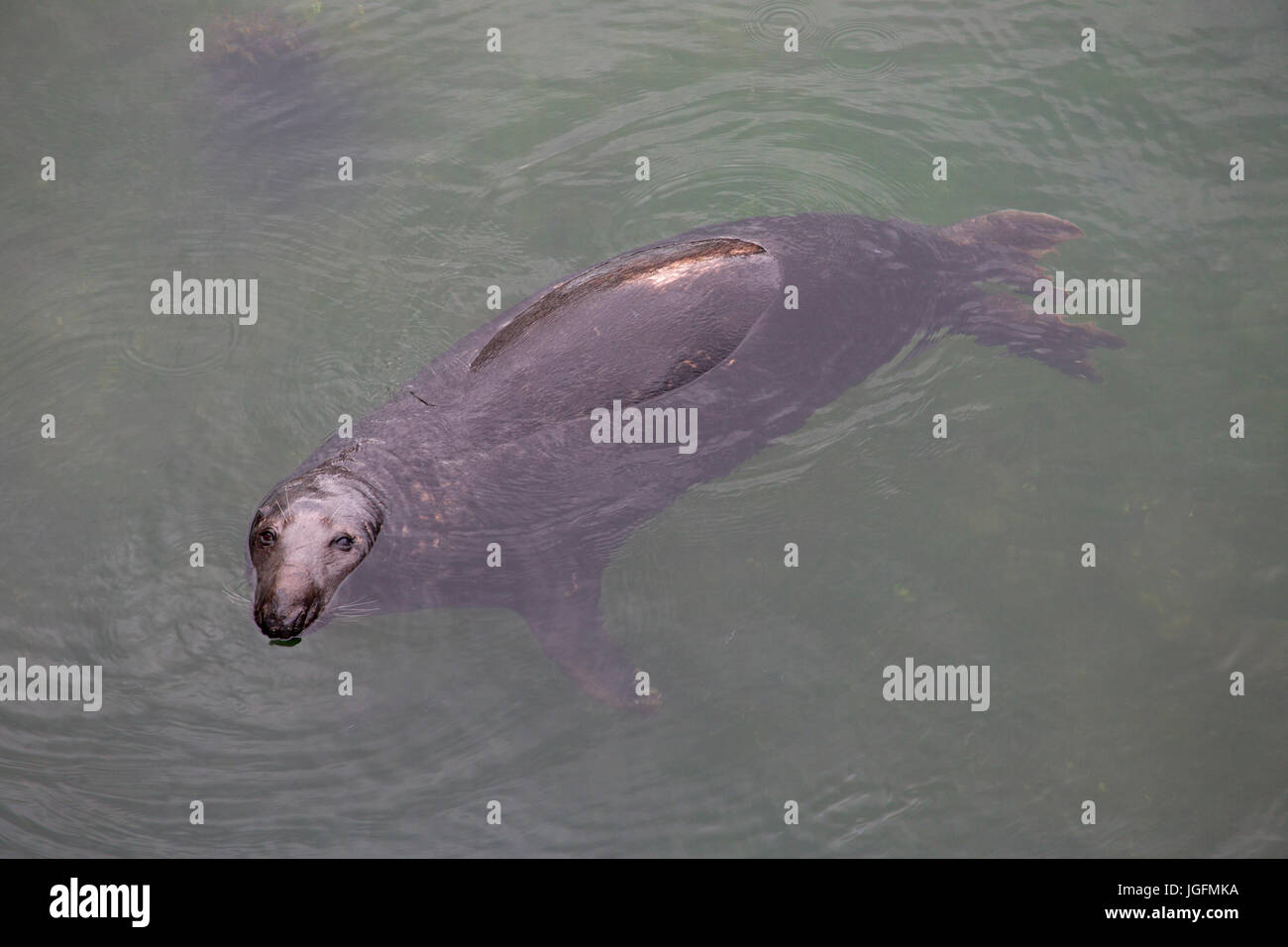 Guarnizione grigio, Halichoerus grypus, singolo adulto nuoto nel porto. Mevagissey, Cornwall, Regno Unito Foto Stock