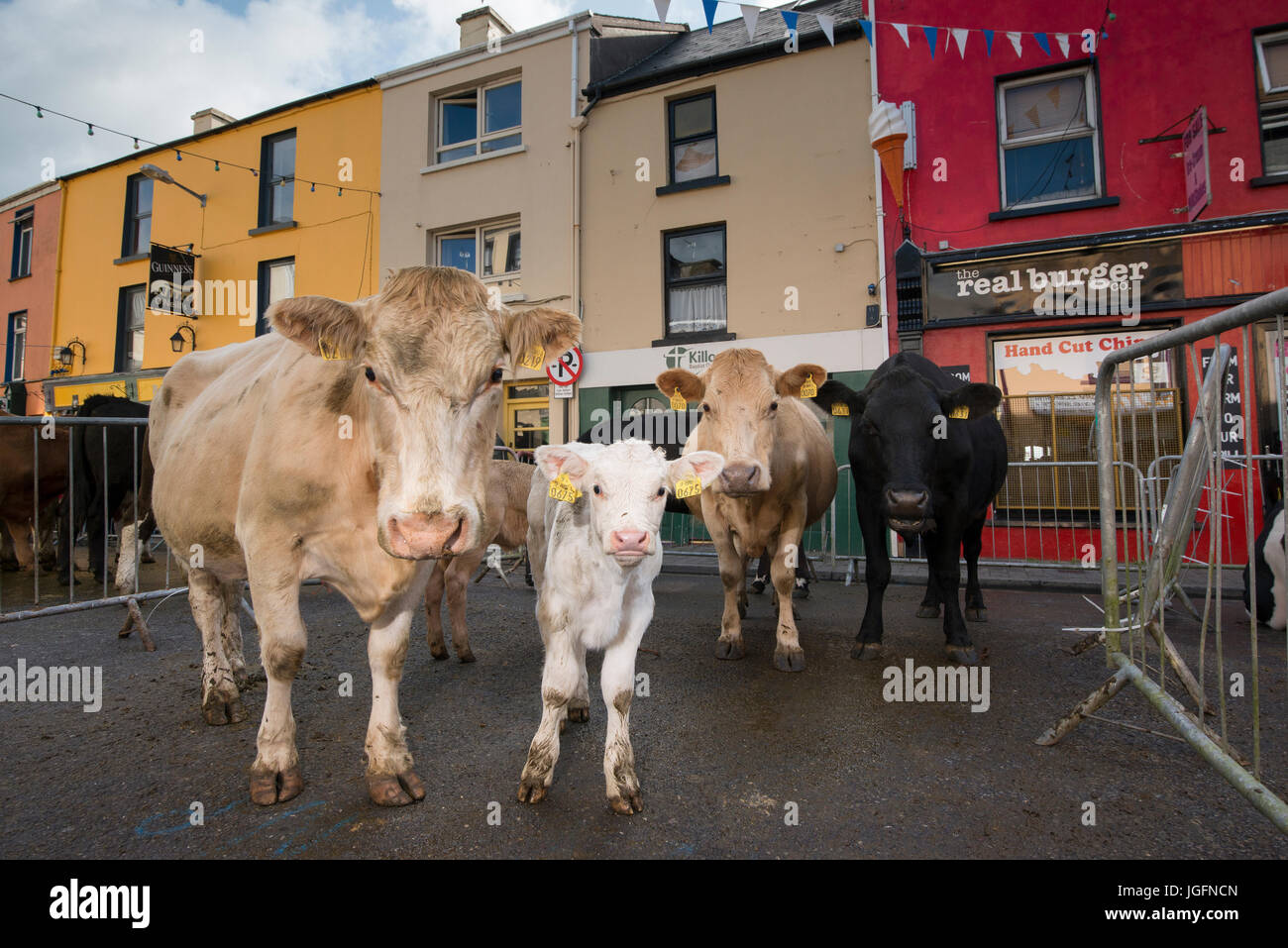 Bestiame nelle strade in vendita alla fiera Puck a Killorglin città, contea di Kerry, Irlanda. Foto Stock
