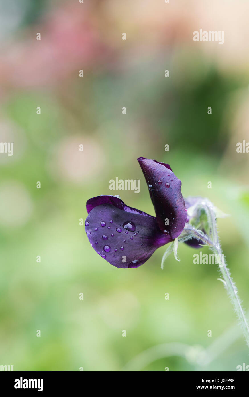 Lathyrus odoratus. Pisello dolce 'quasi nero' ricoperto di fiori in gocce di pioggia in un giardino inglese Foto Stock