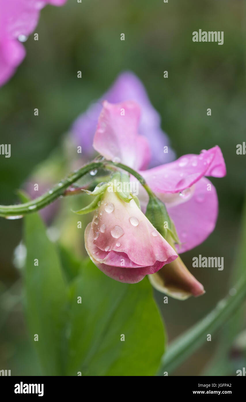 Lathyrus odoratus. Pisello dolce 'Pinkie' ricoperto di fiori in gocce di pioggia in un giardino inglese Foto Stock