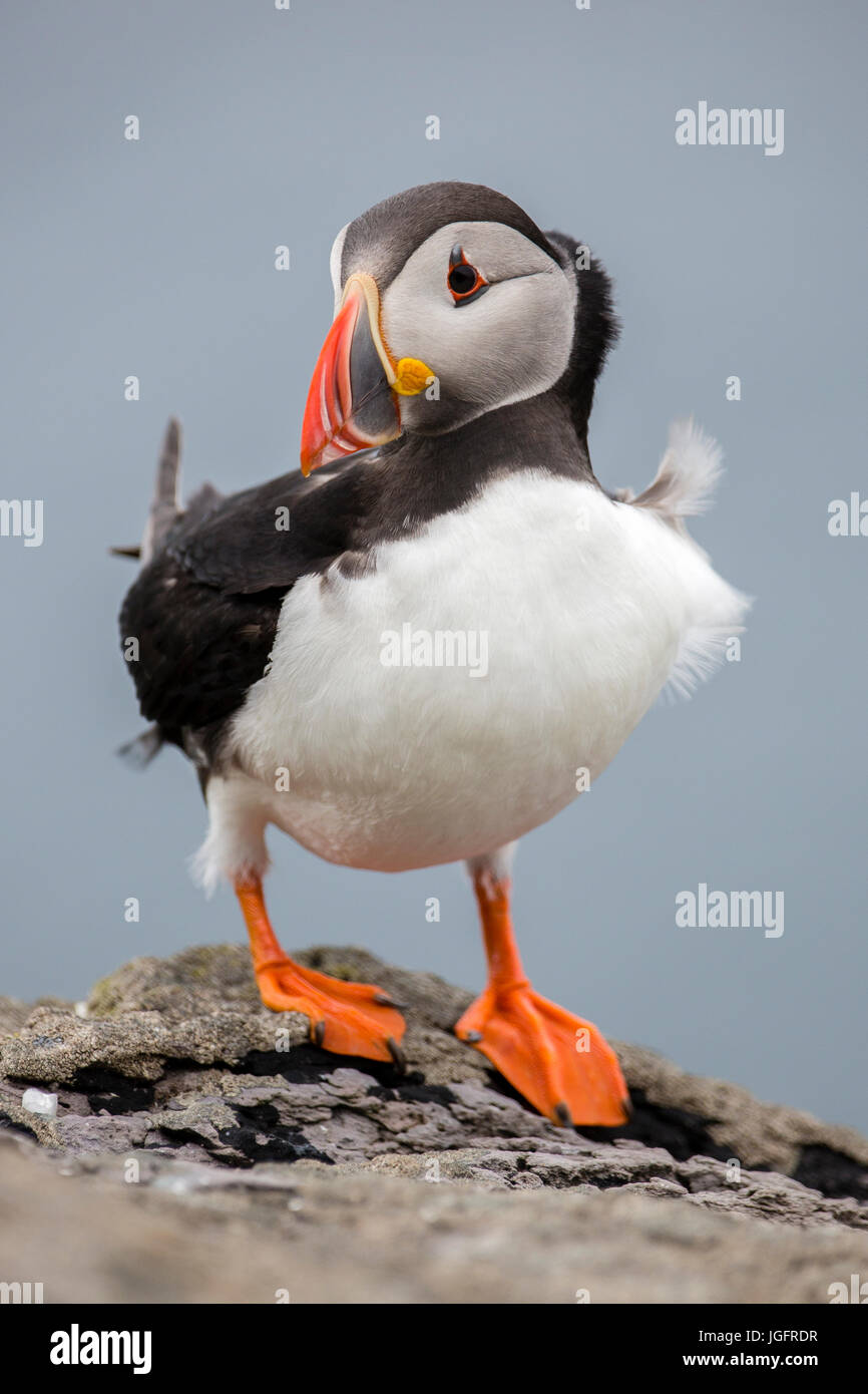 Atlantic puffini, Skellig Michael, nella contea di Kerry, Irlanda Foto Stock