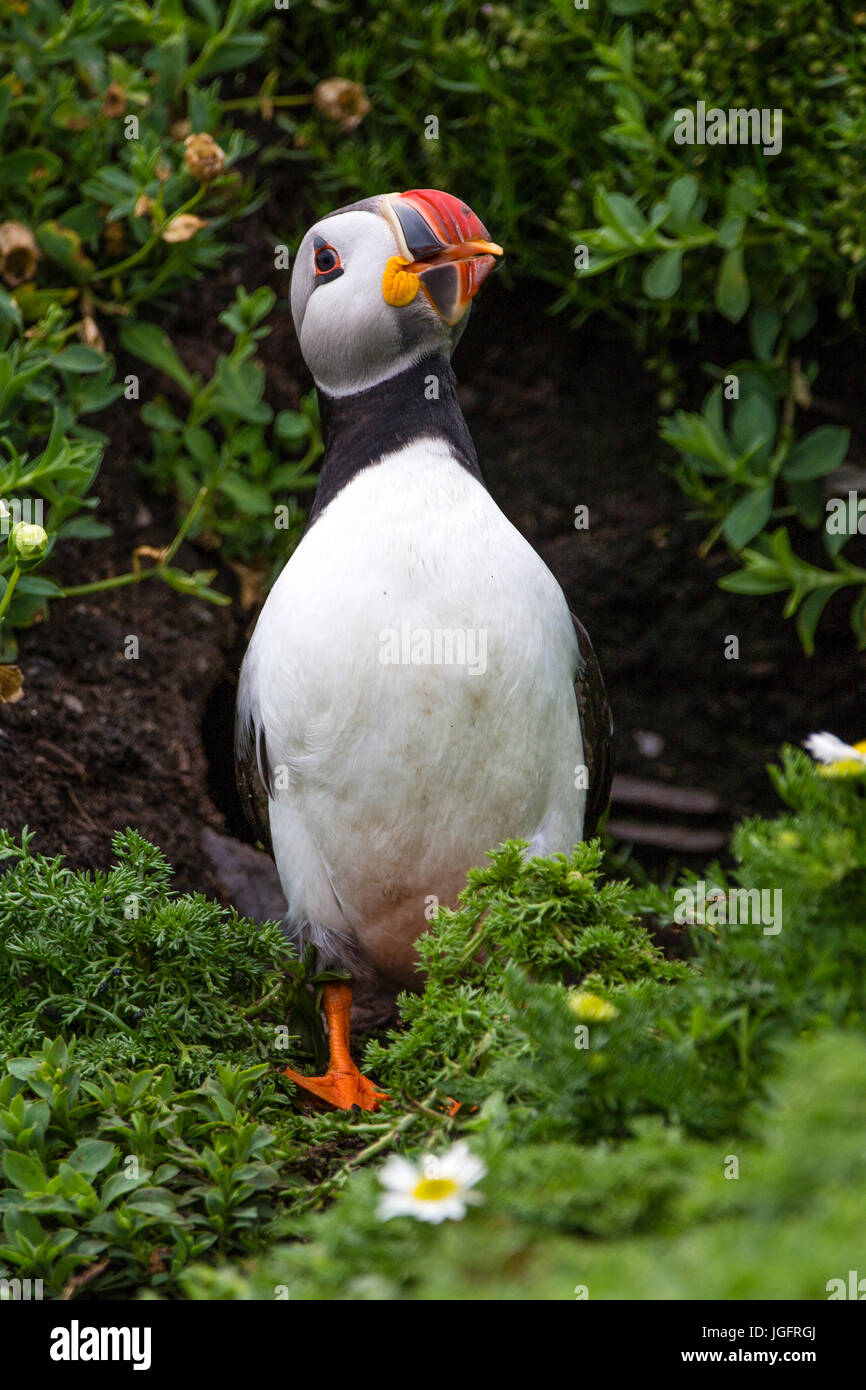 Atlantic puffini, Skellig Michael, nella contea di Kerry, Irlanda Foto Stock