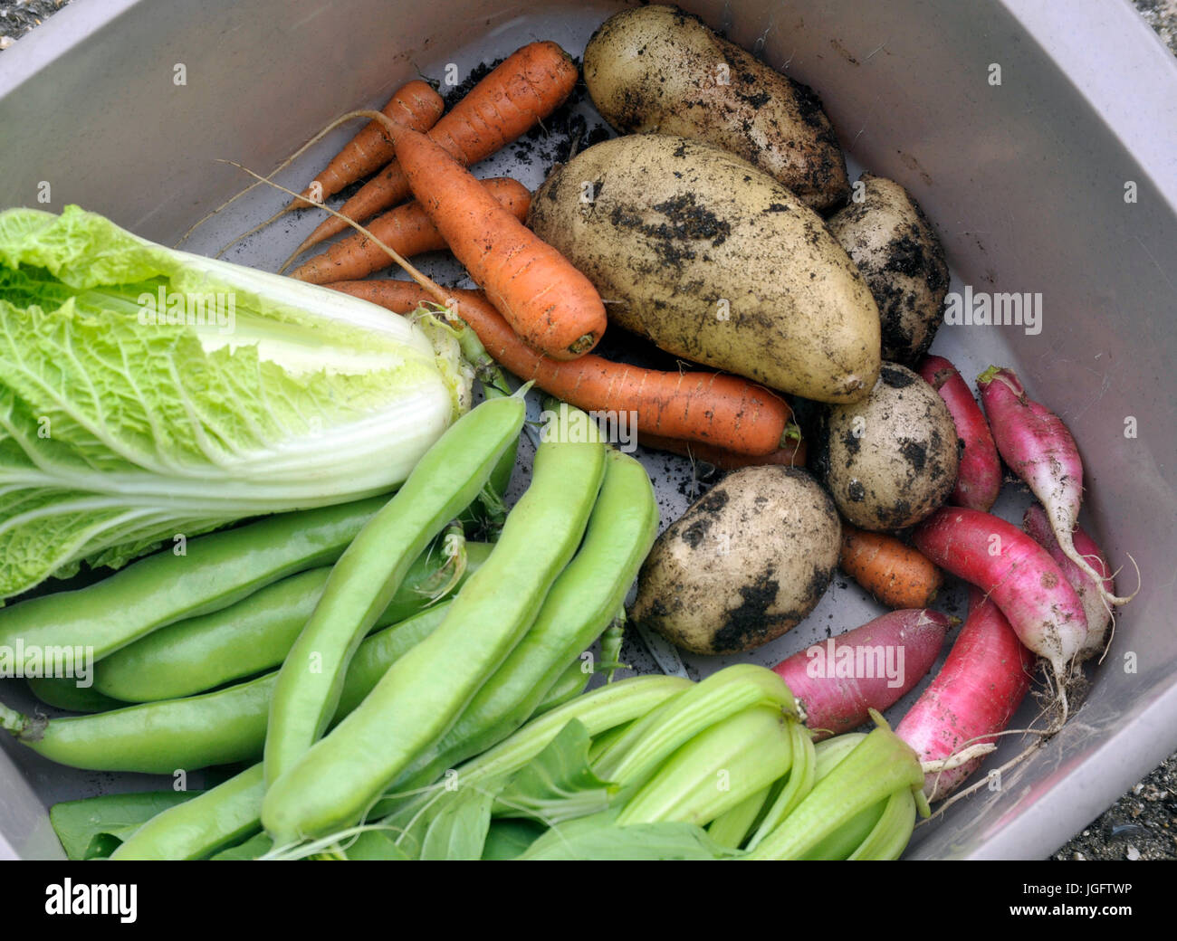 Selezione di raccolti di fresco giardino ortaggi, cavolo cinese, carote, ampio o fave, le patate di primizia, ravanello e pak chee. Foto Stock